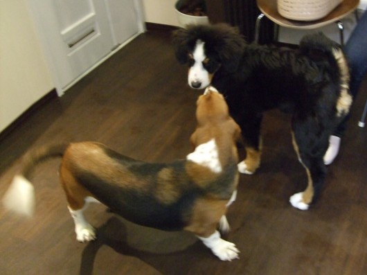 レオくんとノエル