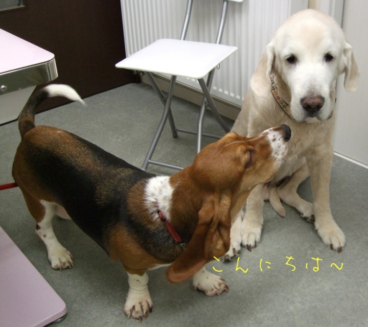 トム君にごあいさつするノエル