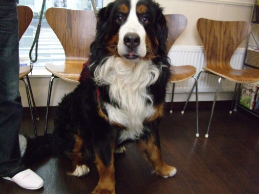 バーニーズマウンテンドッグのムサシくん